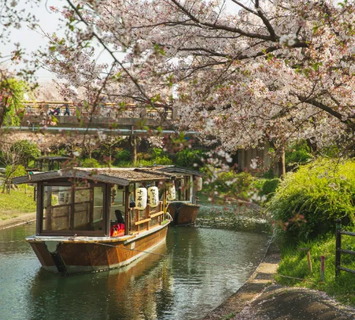 Sakura Golden Route Japan